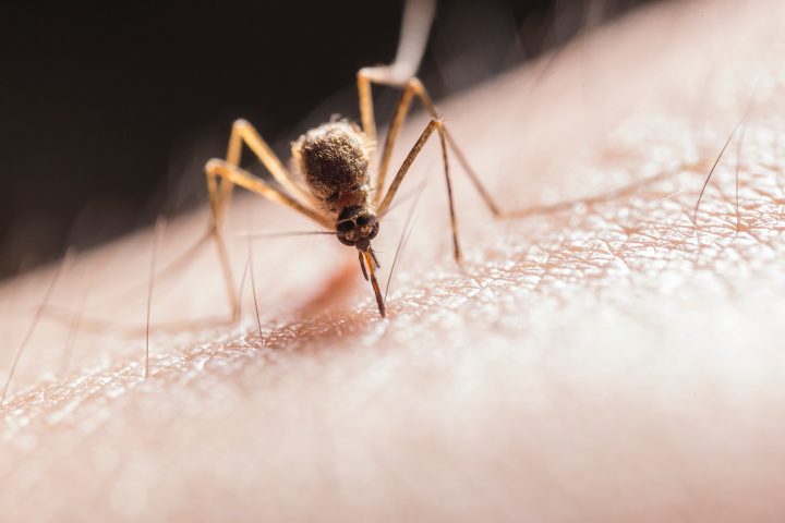 Das Dengue-Fieber ist eine virale Erkrankung und wird durch den Stich einer infizierten Stechmücke übertragen. Eine Dengue-Infektion äußert sich oftmals als akute fiebrige Krankheit mit stark erhöhter Temperatur sowie starken Kopf-, Muskel-, Knochen- und Gliederschmerzen.